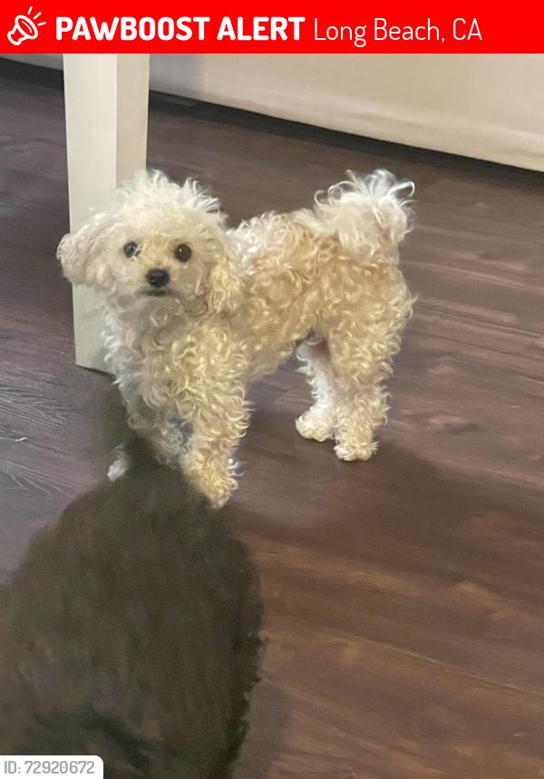 Lost Male Dog last seen Cherry and artesia , Long Beach, CA 90805