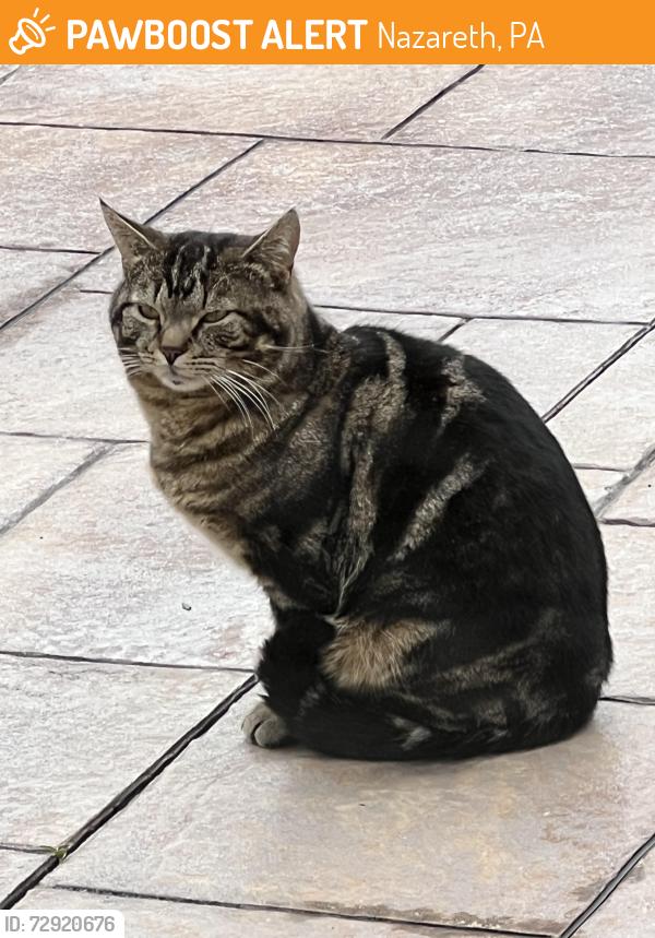 Found/Stray Unknown Cat last seen Lower Nazareth PA - Oakwood Lane and Manor Drive, Nazareth, PA 18064