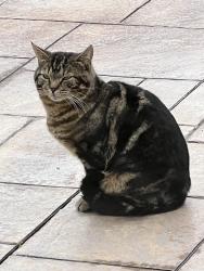Found/Stray Unknown Cat last seen Lower Nazareth PA - Oakwood Lane and Manor Drive, Nazareth, PA 18064