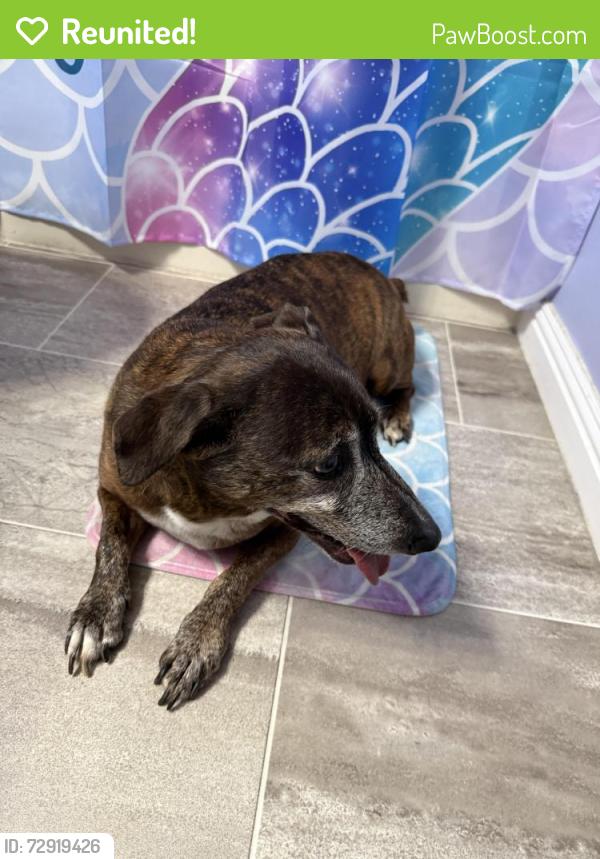 Reunited Female Dog last seen Near Feagin Mill Middle, Warner Robins, GA 31088
