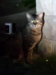 Found/Stray Unknown Cat last seen River rd and Dee Rd, North Aurora, IL 60542