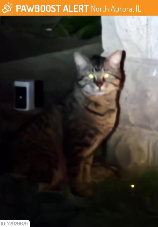 Found/Stray Unknown Cat last seen River rd and Dee Rd, North Aurora, IL 60542