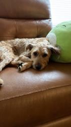 Reunited Female Dog last seen N Mill Rd & W Blackhawk Dr, Grayslake, IL 60030