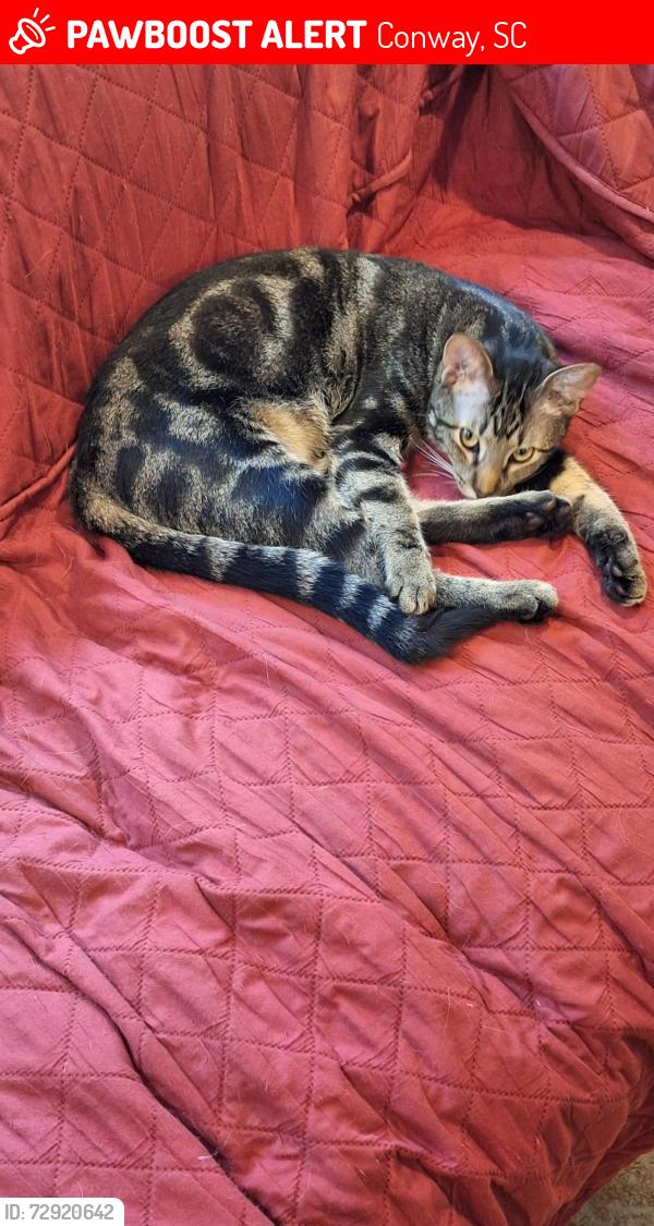 Lost Male Cat last seen Willow Springs rd Conway , Conway, SC 29527