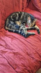 Lost Male Cat last seen Willow Springs rd Conway , Conway, SC 29527