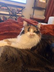 Reunited Female Cat last seen McBride & Maple, Surrey, BC V4A 3E9