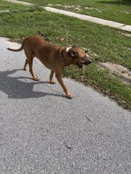 Found/Stray Male Dog last seen SW 35th Ct, Marion Oaks, FL 34473