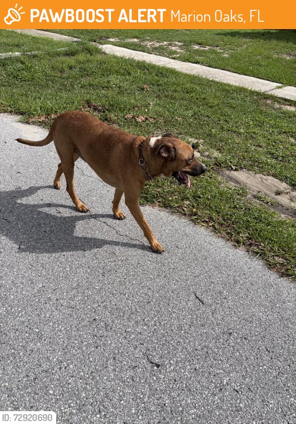 Found/Stray Male Dog last seen SW 35th Ct, Marion Oaks, FL 34473