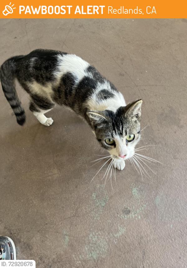 Found/Stray Male Cat last seen Back of 25 NY apmts, Redlands, CA 92373
