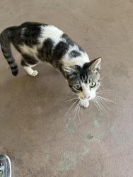 Found/Stray Male Cat last seen Back of 25 NY apmts, Redlands, CA 92373