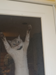 Reunited Male Cat last seen South Boulder Road, Louisville, CO, Louisville, CO 80027