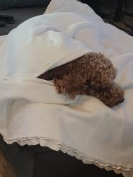 Reunited Male Dog last seen Near Roman Forest Blvd, New Caney, TX 77357, New Caney, TX 77357