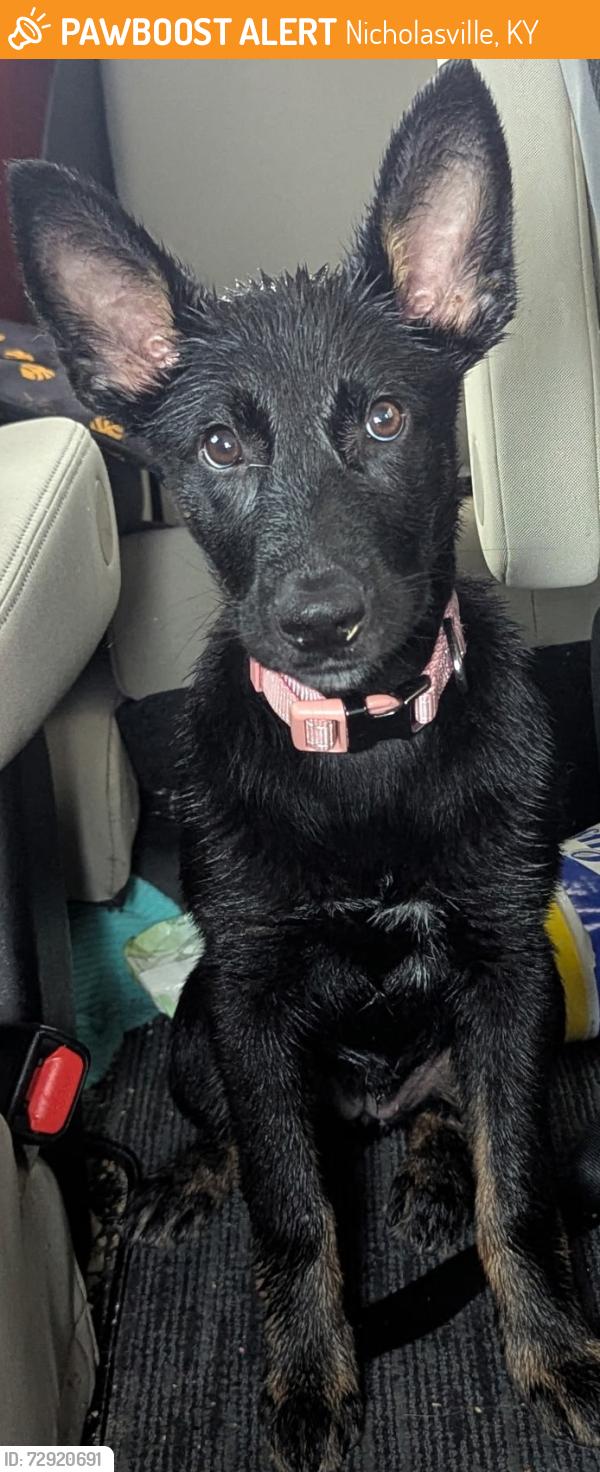 Found/Stray Female Dog last seen Grey Oak Ln, Nicholasville, KY 40517