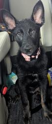 Found/Stray Female Dog last seen Grey Oak Ln, Nicholasville, KY 40517