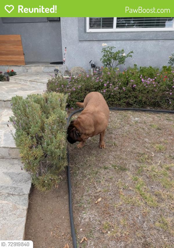Reunited Male Dog last seen Anastasia st and Petit St San Diego , San Diego, CA 92111