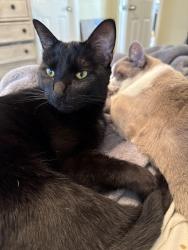 Lost Male Cat last seen Caribou and Elk Dr, Spring Branch, TX 78070