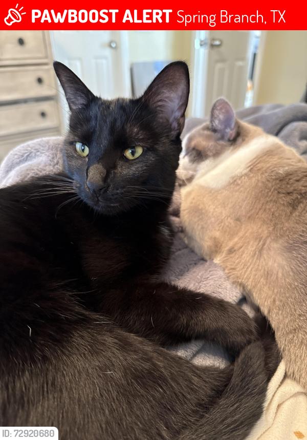 Lost Male Cat last seen Caribou and Elk Dr, Spring Branch, TX 78070