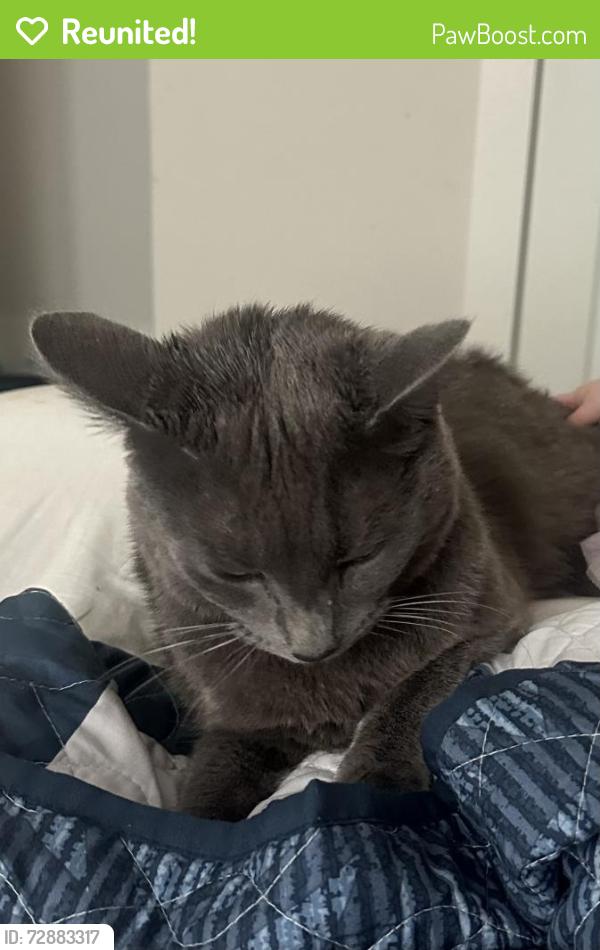 Reunited Male Cat last seen S Union grove rd and s old grey ridge rd, Friendsville, TN 37737