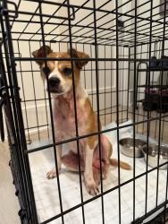Found/Stray Male Dog last seen Kirby and Goldsmith St. - I have him in a crate in my garage, Houston, TX 77030