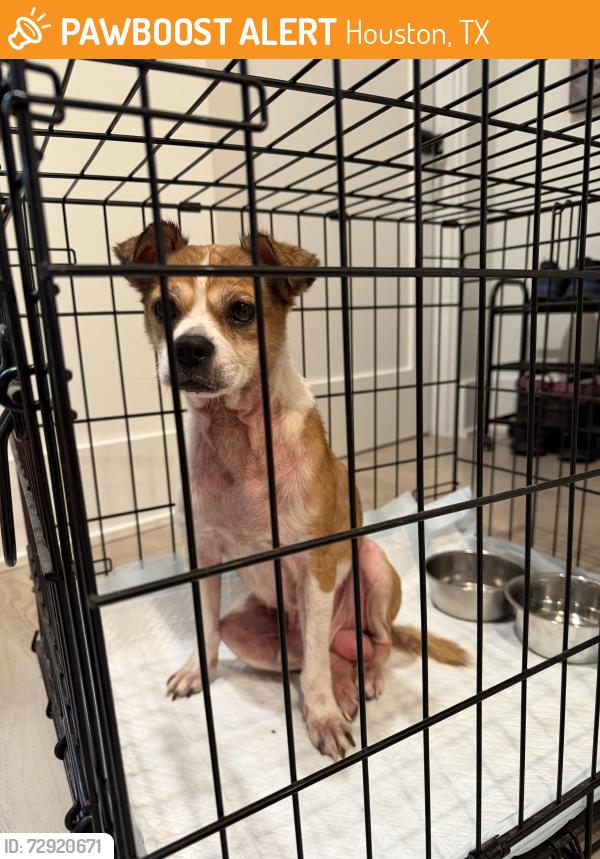 Found/Stray Male Dog last seen Kirby and Goldsmith St. - I have him in a crate in my garage, Houston, TX 77030