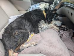 Found/Stray Male Dog last seen Wilmont, Whittier, NC 28789