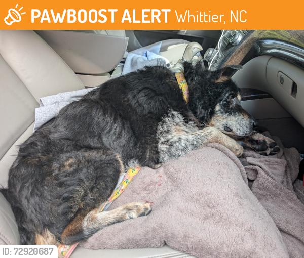 Found/Stray Male Dog last seen Wilmont, Whittier, NC 28789