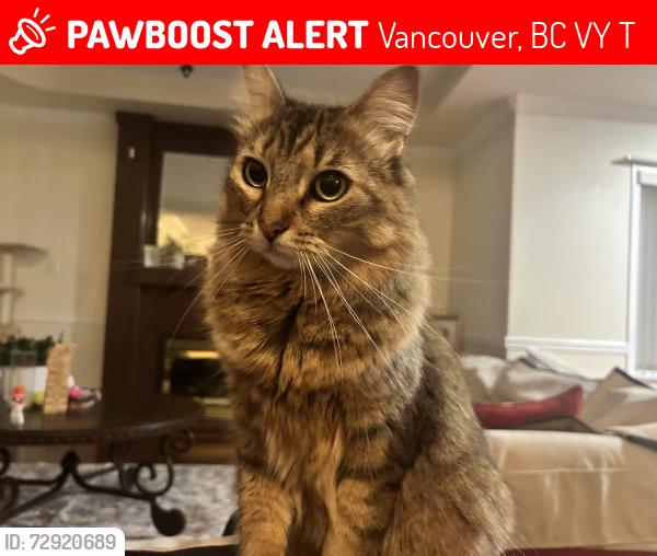 Lost Female Cat last seen 43RD AVE&MANITOBA STREET, Vancouver, BC V5Y 2T7