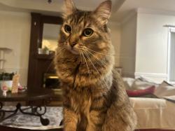 Lost Female Cat last seen 43RD AVE&MANITOBA STREET, Vancouver, BC V5Y 2T7