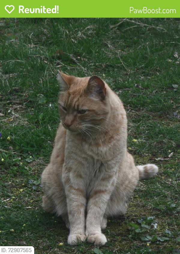 Reunited Male Cat last seen Highland Ave & Farwell St, Lewiston, ME 04240