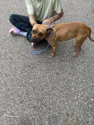 Found/Stray Female Dog last seen North bend and northern parkway, Finneytown, OH 45224