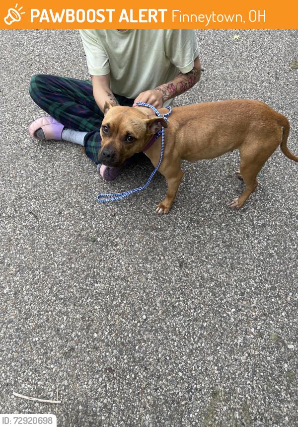 Found/Stray Female Dog last seen North bend and northern parkway, Finneytown, OH 45224