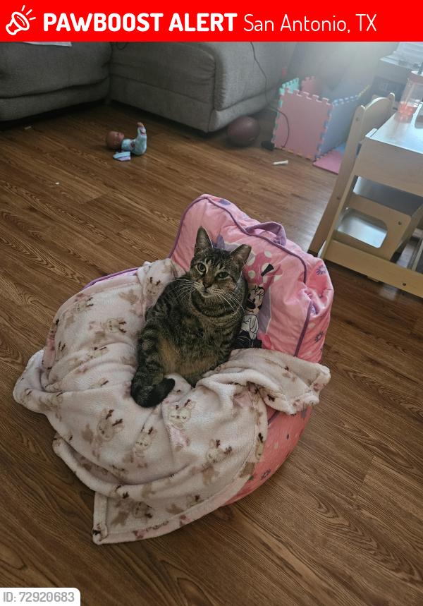 Lost Male Cat last seen Eckert&John Marshall, San Antonio, TX 78240