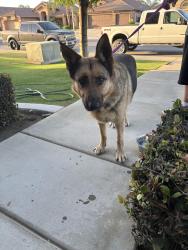 Reunited Male Dog last seen Harris and Old Riber, Bakersfield, CA 93311