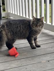 Reunited Unknown Cat last seen Kellogg Mill Rd, Stafford, VA 22555