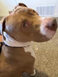 Reunited Male Dog last seen Ivanhoe drive, Fort Worth, TX 76133