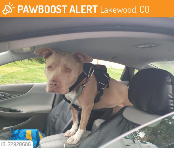 Found/Stray Female Dog last seen Near W Colfax Ave, Lakewood, CO 80214, Lakewood, CO 80214