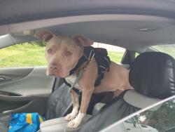 Found/Stray Female Dog last seen Near W Colfax Ave, Lakewood, CO 80214, Lakewood, CO 80214