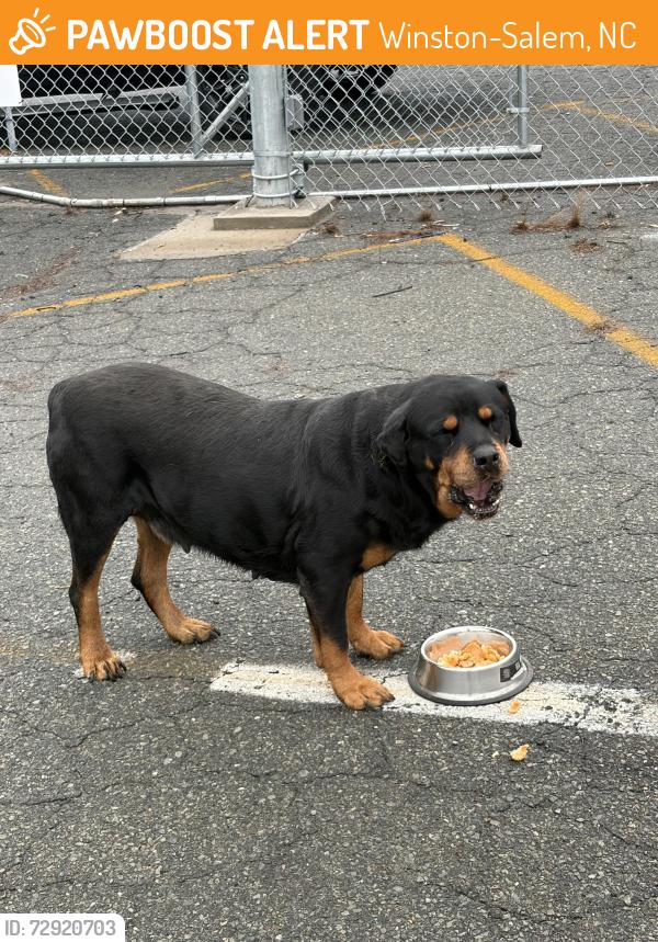 Found/Stray Female Dog last seen Sweaty Boy Delivers Transportation Hub, Winston-Salem, NC 27105
