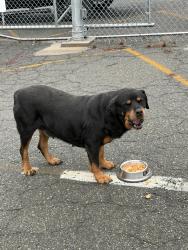 Found/Stray Female Dog last seen Sweaty Boy Delivers Transportation Hub, Winston-Salem, NC 27105