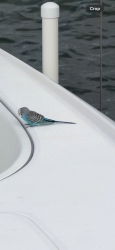 Found/Stray Unknown Bird last seen Dock on Outrigger Drive, Fort Pierce, FL 34950