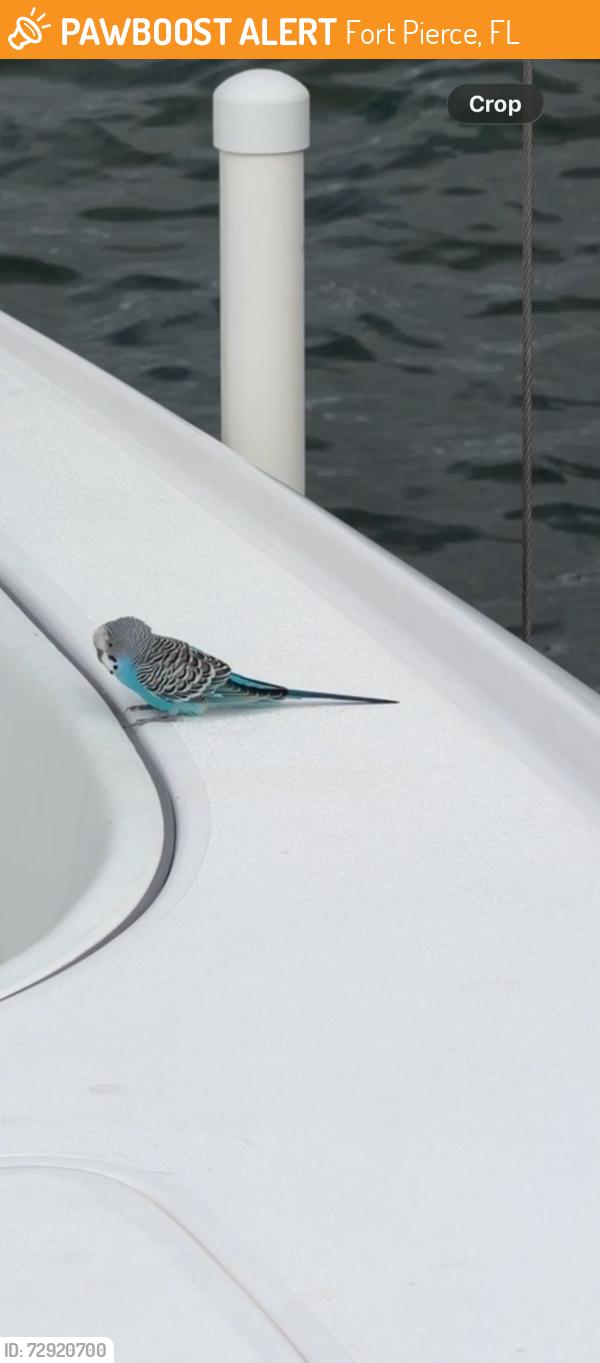 Found/Stray Unknown Bird last seen Dock on Outrigger Drive, Fort Pierce, FL 34950