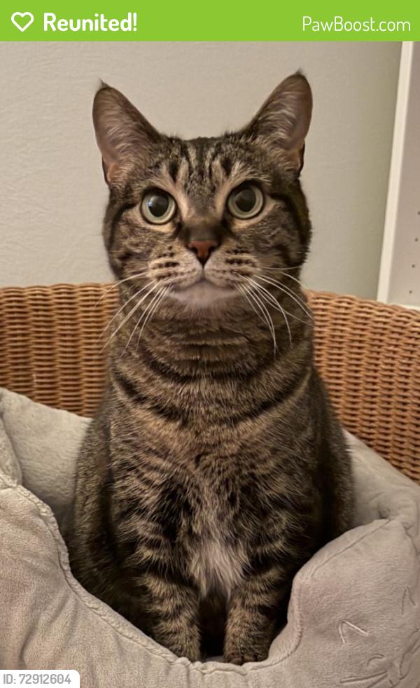 Reunited Female Cat last seen Baxter Road & Holloway Road , Ballwin, MO 63011