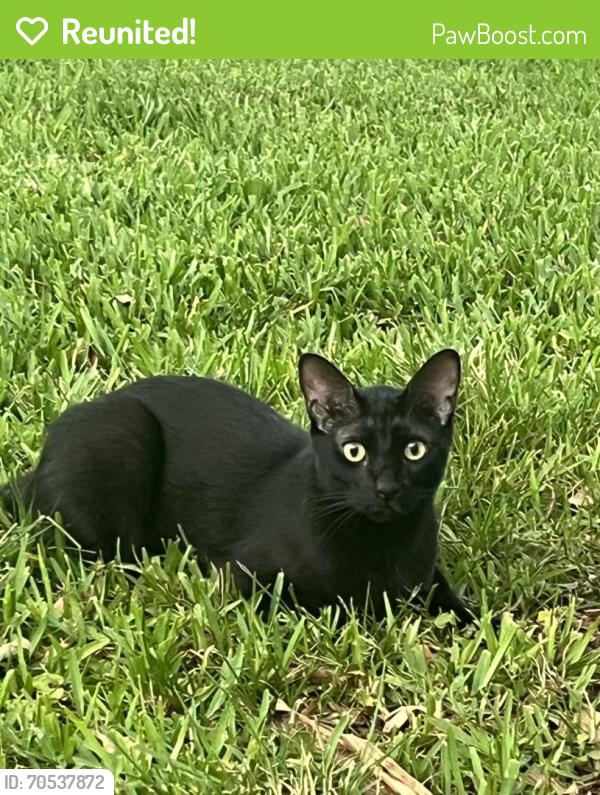 Reunited Male Cat last seen Cottonwood Cir, Weston, FL 33326, USA, Weston, FL 33326