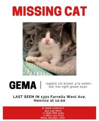 Lost Female Cat last seen Near farrells west ave, Henrico, VA 23229