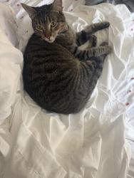 Lost Male Cat last seen Cardigan Lane, Wexford Lease, Palm Harbor, FL 34683