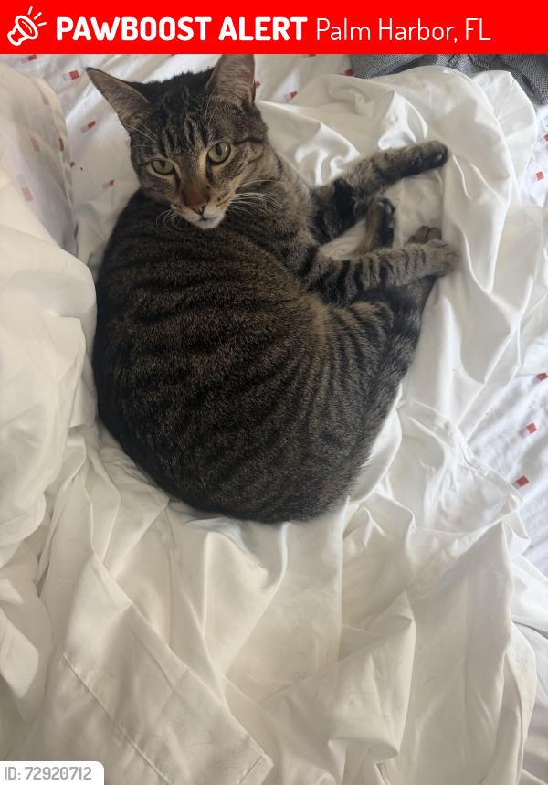 Lost Male Cat last seen Cardigan Lane, Wexford Lease, Palm Harbor, FL 34683