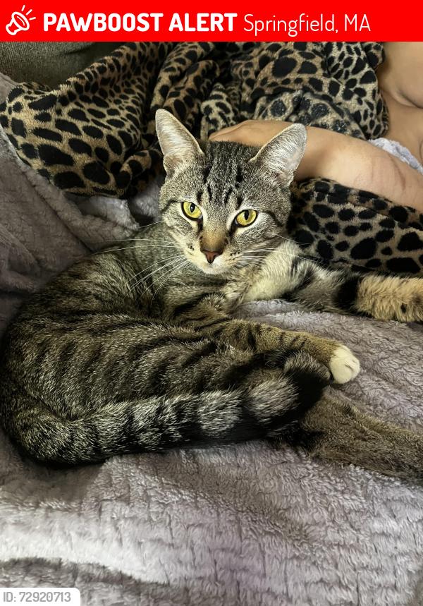 Lost Male Cat last seen Near Newhall Street, Springfield, MA 01109