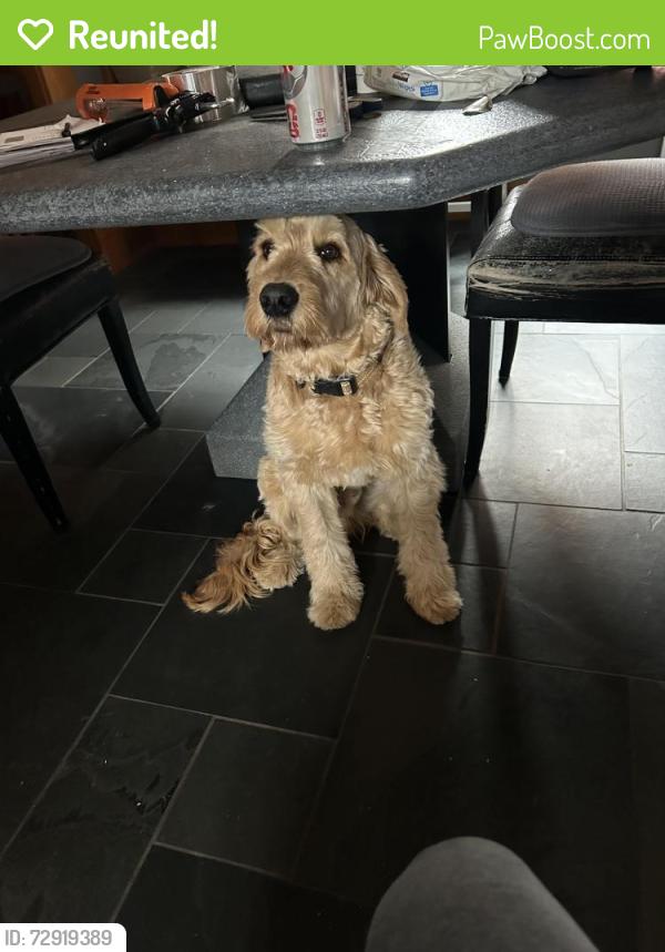 Reunited Male Dog last seen Beechwood and Douglas, Pittsburgh, PA 15217