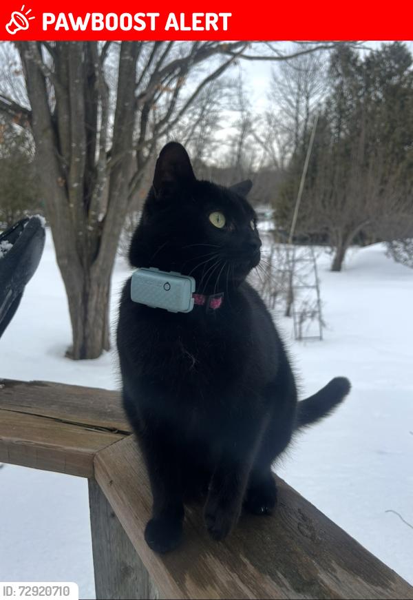 Lost Female Cat last seen Near line and 32 side road, Georgetown, ON L7G 4S8