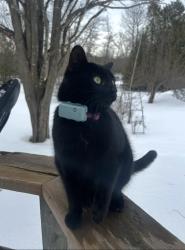 Lost Female Cat last seen Near line and 32 side road, Georgetown, ON L7G 4S8